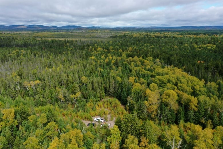 Aerial view of three parked vehicles in a densely forested area.