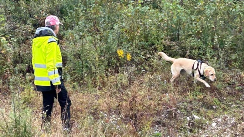 A woman wearing black pants, a yellow jacket and pink baseball hat faces away from the camera, watching a yellow lab that's wearing a harness, sniff through brush.