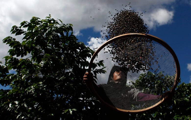 A man tosses coffee beans in the air over a sieve, with the sky and foliage visible behind him. 