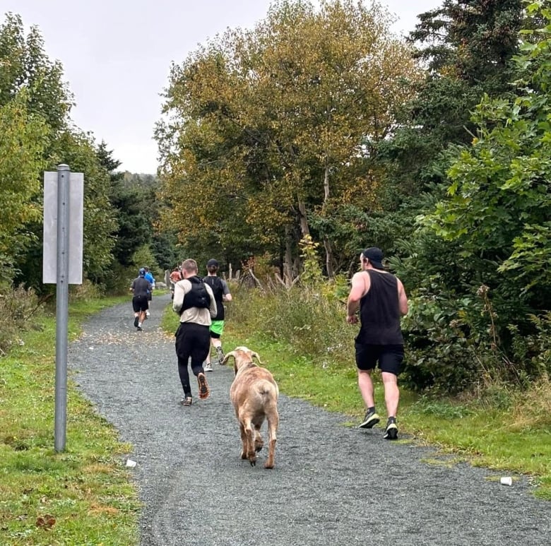 A loose pebble pathway between trees, a group of people running are joined by a brown goat.