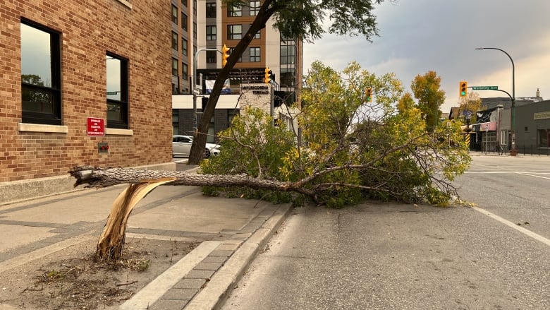 A broken tree lies on the side of a road