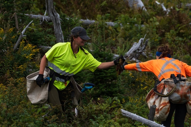 A woman in high visibility orange leans over and hands a small plant to a woman in a yellow shirt. They are surrounded by small shrubs.