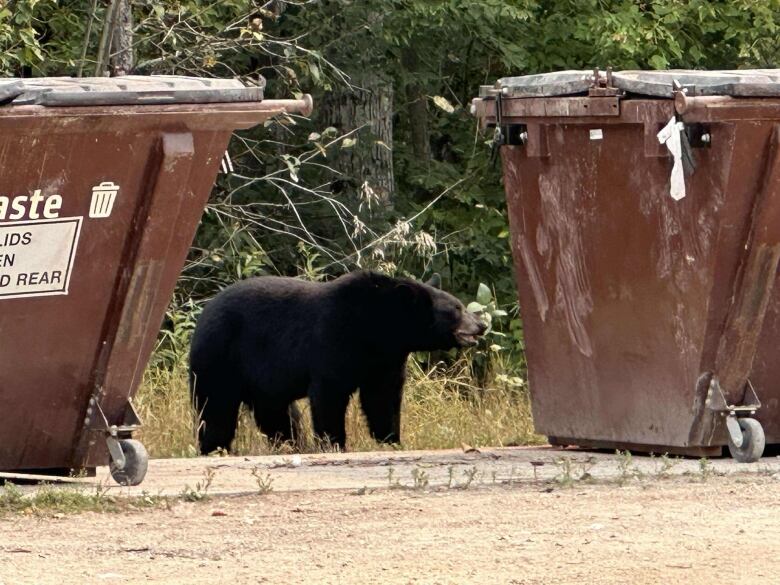 A black bear stands between two brown garbage bins outside. 