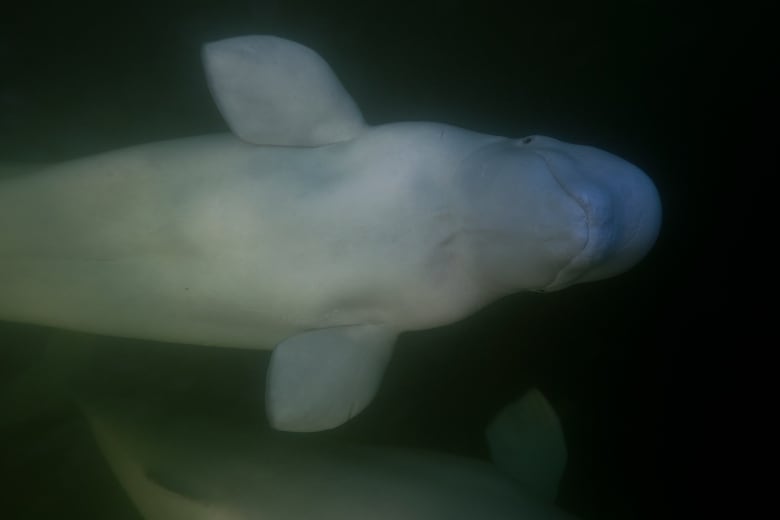 A beluga whale swims on its back, looking up at a photographer