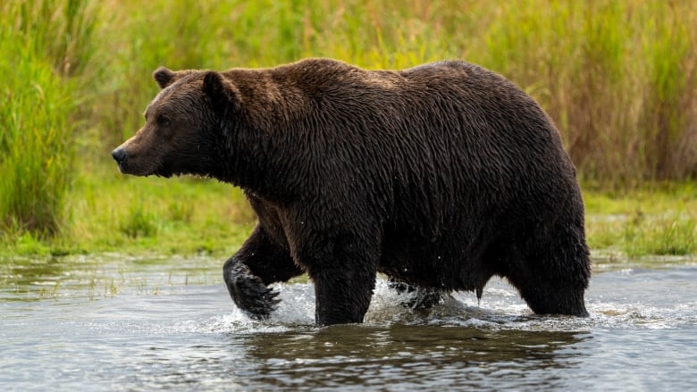 A bear in water