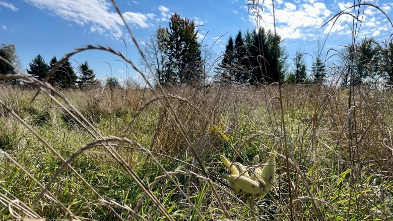 Grassland on a sunny autumn day.