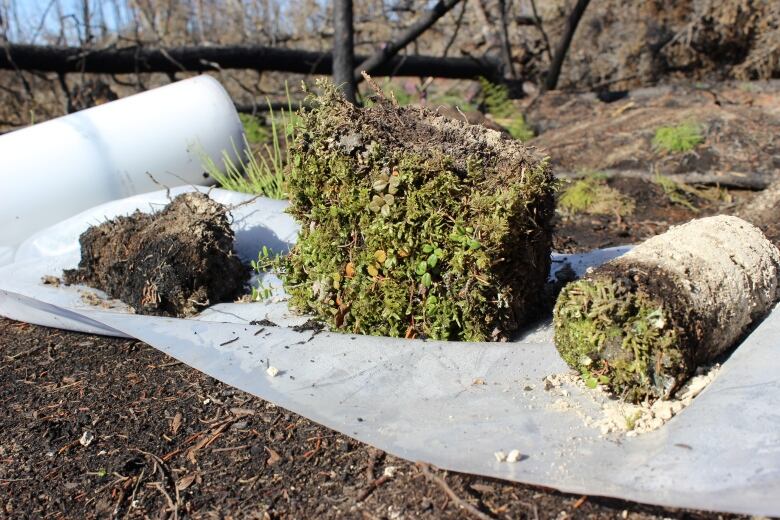 Soil samples on a sheet of plastic