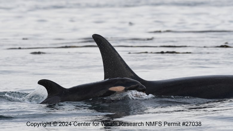 A baby orca travels alongside a larger one in water.