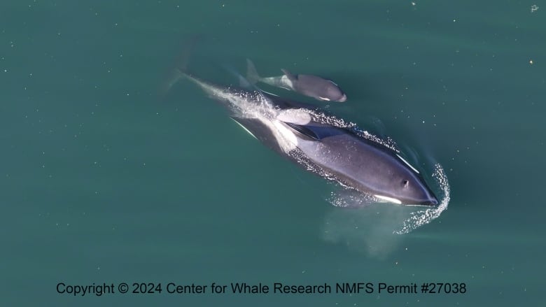 A baby orca and a bigger orca are seen from above.