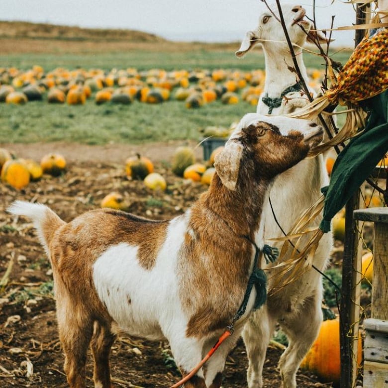 A brown and white goat next to a fence and some pumpkins in a field behind him.