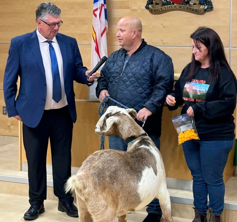 A brown and white goat in a wooden paneled room with a man in a suit and two people, one man in a jacket and the other holding a bag of cheezy puffs.