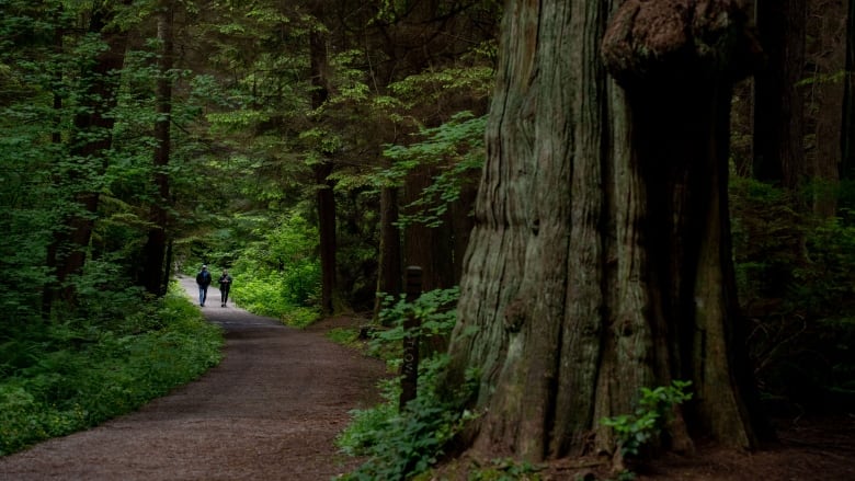 Two people walk amongst large trees down a forest path. 