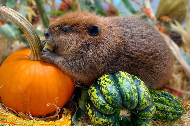 A beaver is pictured with an orange pumpkin and a green gourd.