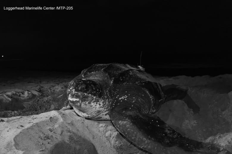 Large black and white turtle