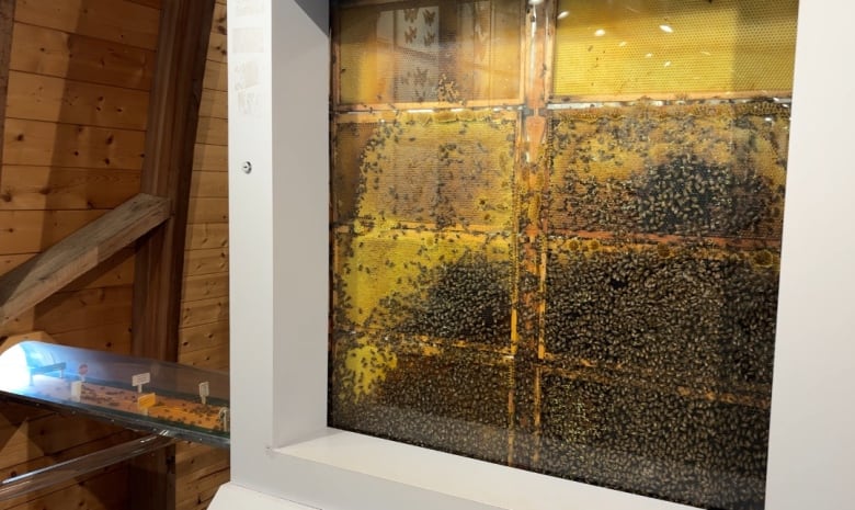 A large frame with thousands of bees crawling over honeycombs.