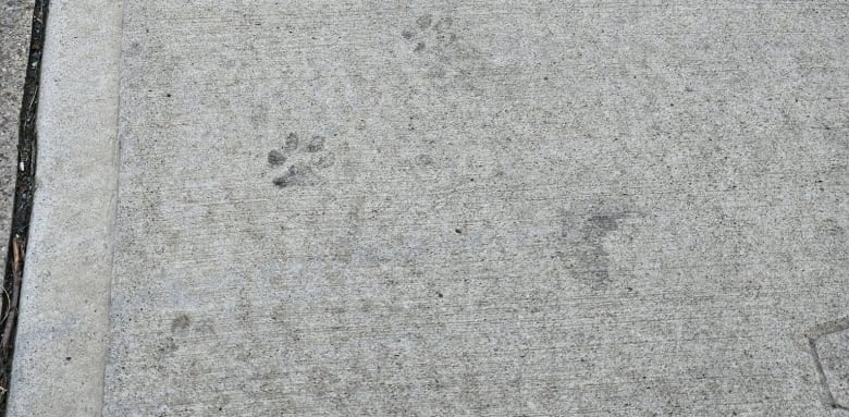 Black dog paw prints on a sidewalk