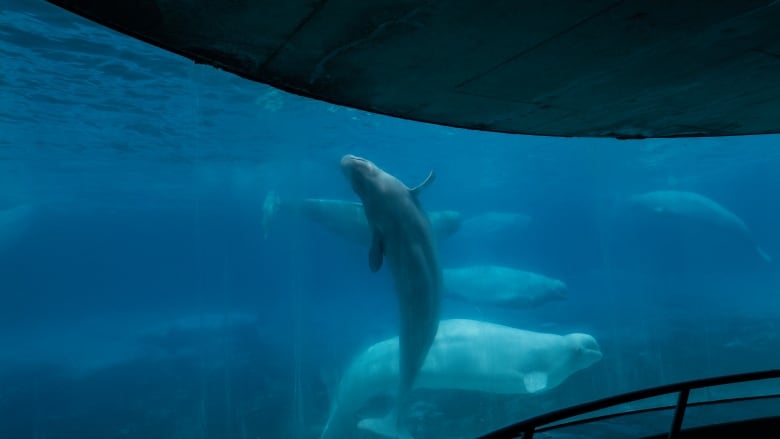 Beluga whales swim in a tank at the Marineland amusement park in Niagara Falls, Ont., Friday, June 9, 2023. Ontario says a beluga died in July.