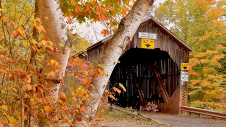 Birch trees in autumn colours grow near a covered wooden bridge.