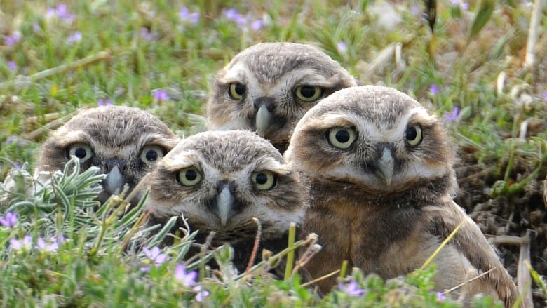 Four owls with large yellow eyes sit in the grass. 