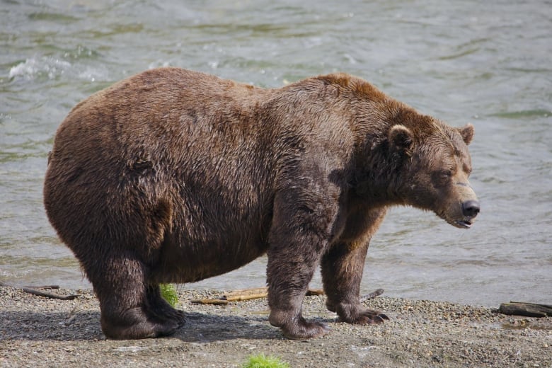 A fat grizzly bear beside a river.