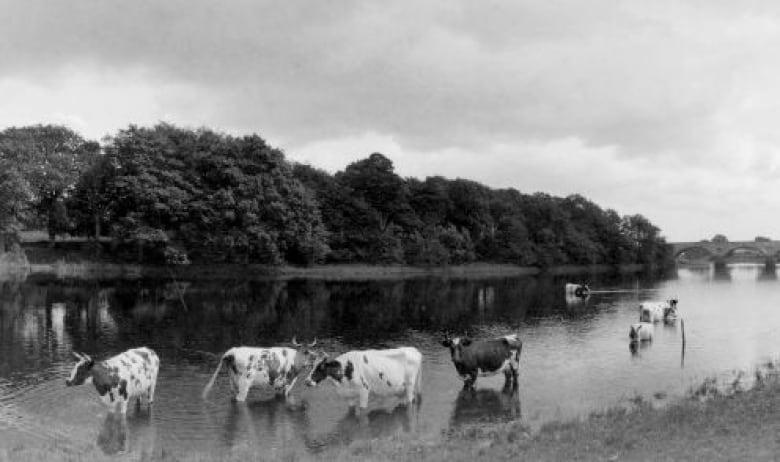 Cattle in the River Dee in Scotland. A black and white photo from 1927.