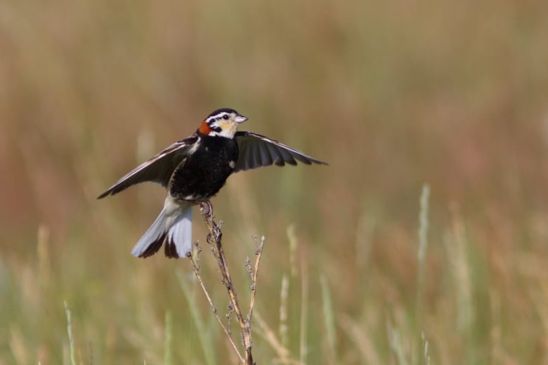 A bird with its wings stretched above a long grass field. 