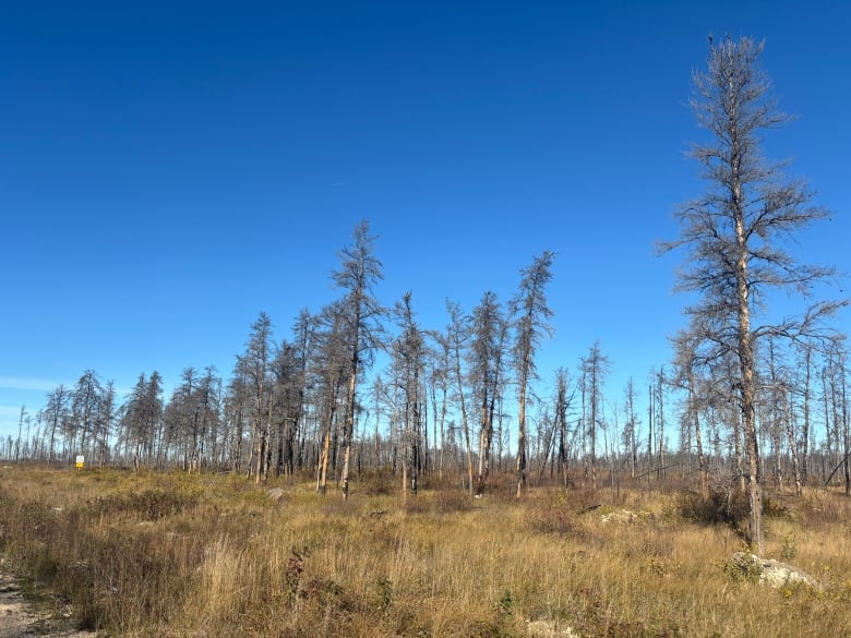 A group of trunks without leaves and few branches stand on a meadow.