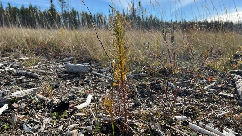 A seedling grows on the ground.