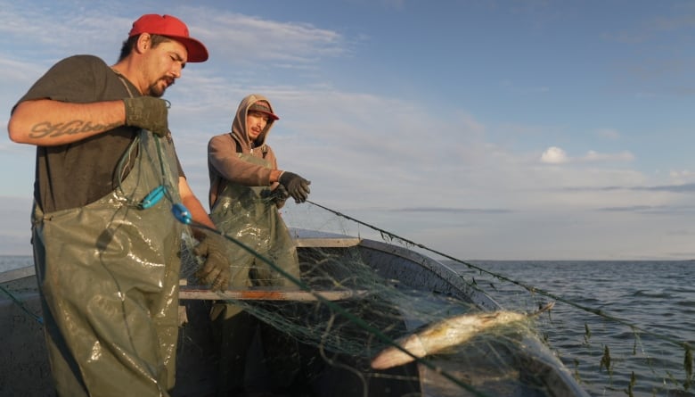 Two commercial fishers wearing chest waders pull up a net with a walleye in it while on a boat on a large lake.