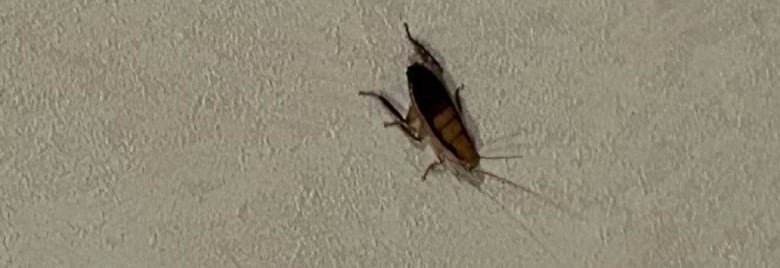 A large bug on a white wall. 