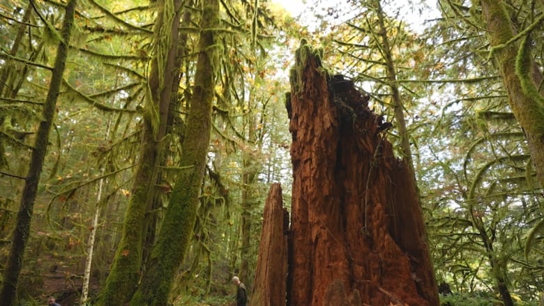 A verdant forest-scape featuring a large cedar stump and smaller moss-covered trees.