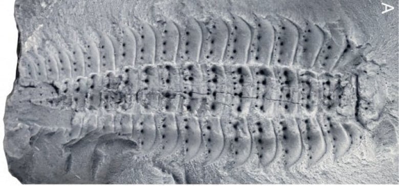 Sketches of a large centipede from different angles