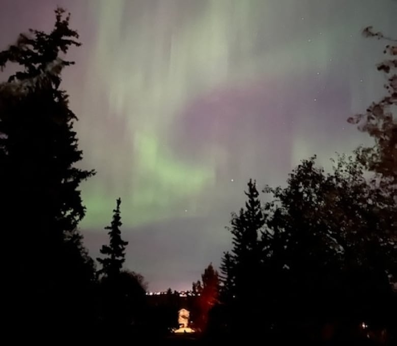 dark trees surround the edge of a photo of the night sky. there are colourful northern lights that fill the sky.