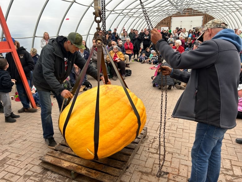 Men watching over large pumpkin that is being lifted with straps.