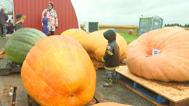 Child standing among large pumpkins.