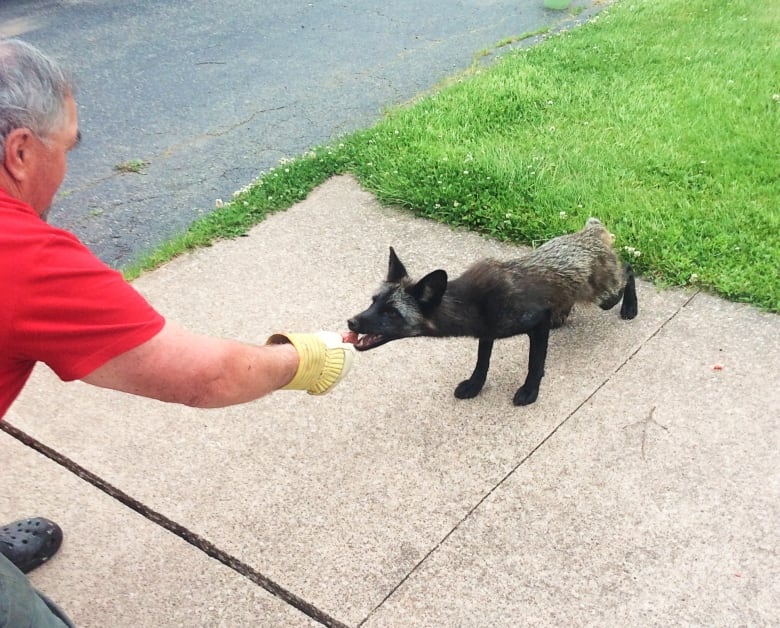 A man wearing a glove feeding a black fox.