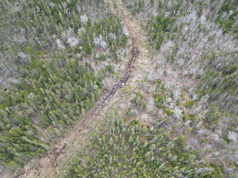 This access road to a wind farm the province is developing in Eastern Kings runs through about a hectare of wetland. 