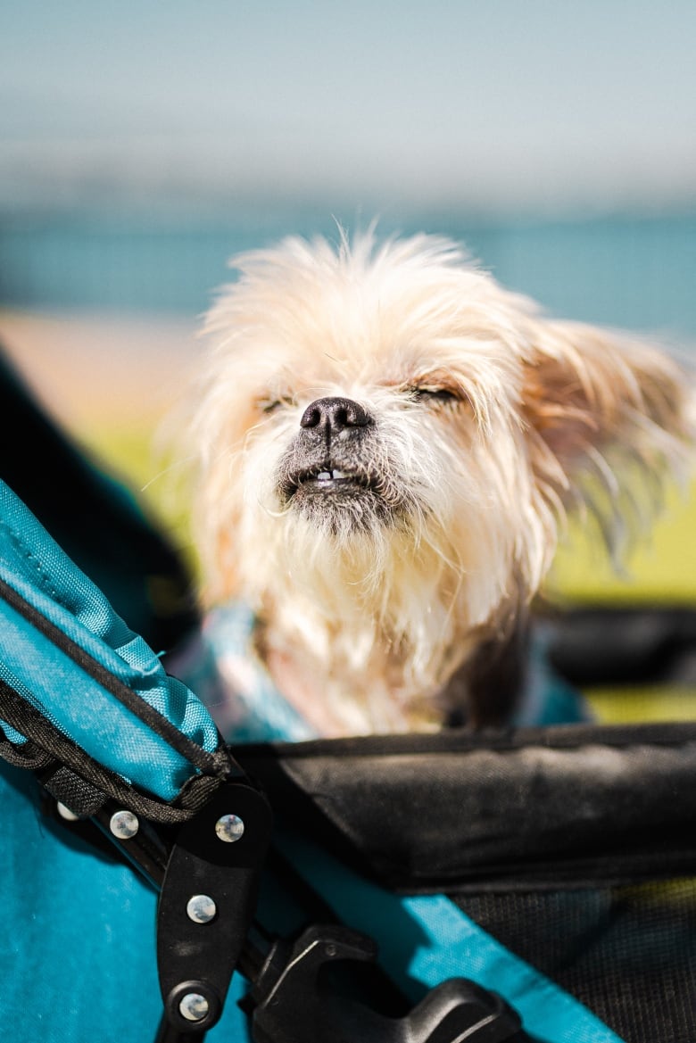 Keegan Robin snapped this image of Mickey the dog during a recent outing along Windsor's riverfront.