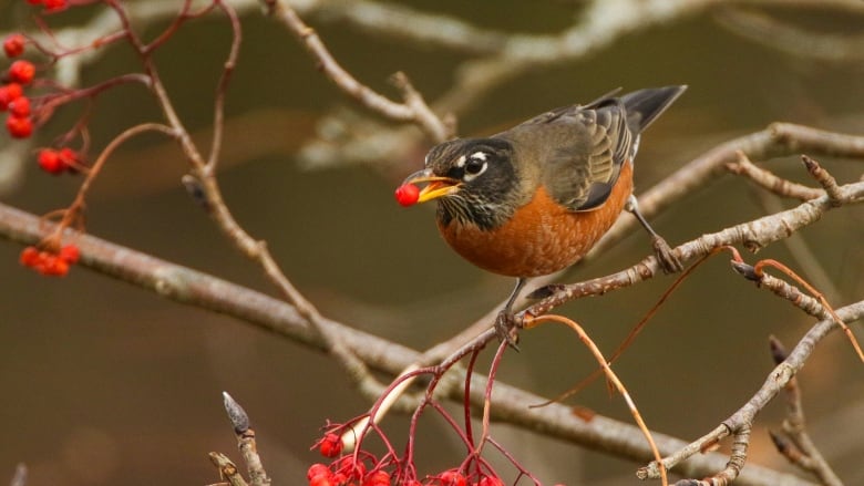 Robin eats a red berry in a tree. 