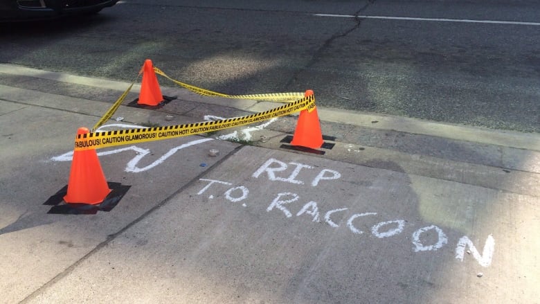 The outline of a raccoon's body is traced in chalk on a sidewalk. 