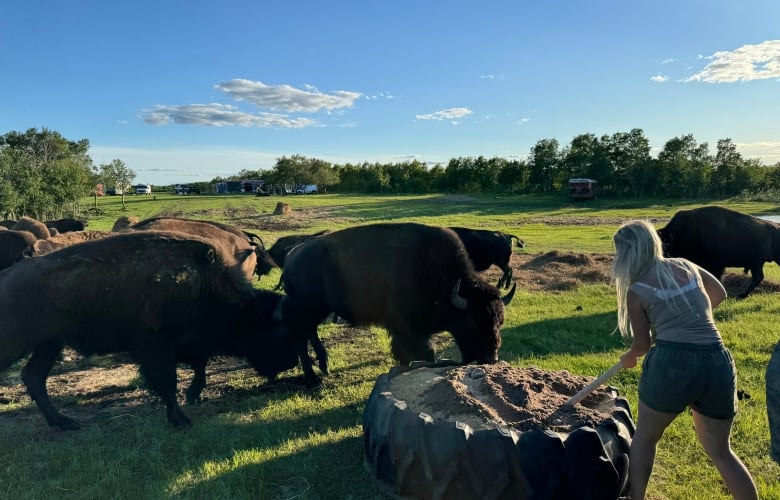 A woman working while some bisons are in front of her.