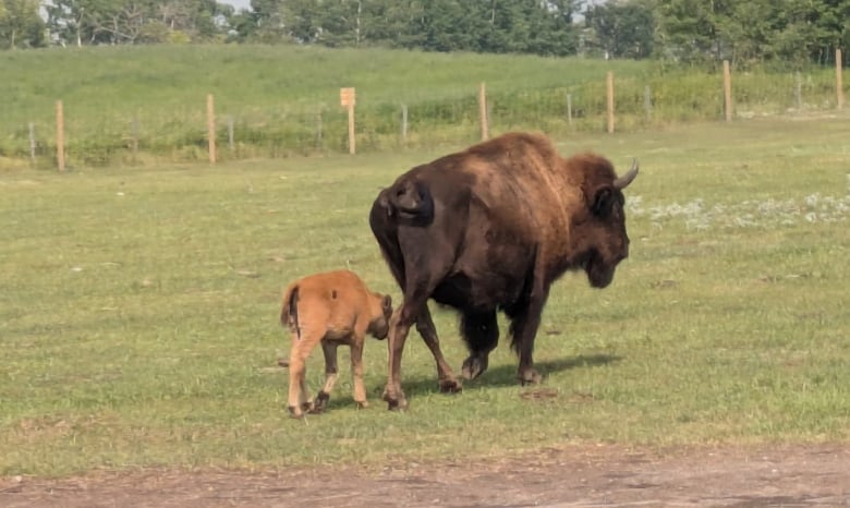 A bison and a calf.