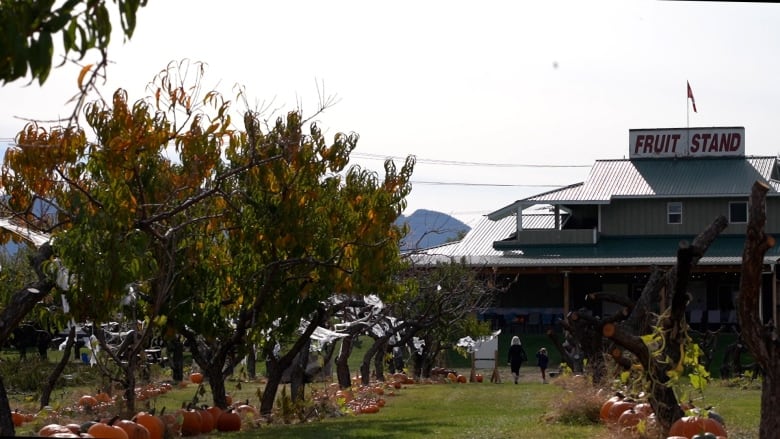 A photo of peach trees with a fruit stand building in the background. There are dozens of orange U-pick pumpkins lying on the ground around the peach trees for customers to buy. 