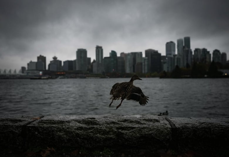 A duck shrouded in shadow flies off a rock amid a stormy day.