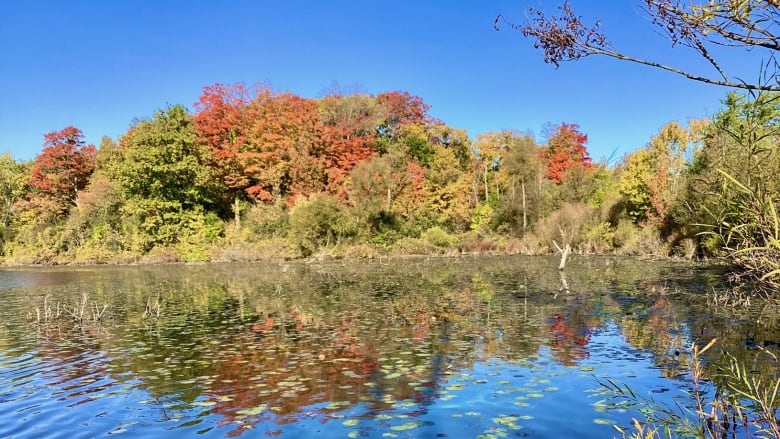 Changing leaves at Westminster Pond in London, Ont.