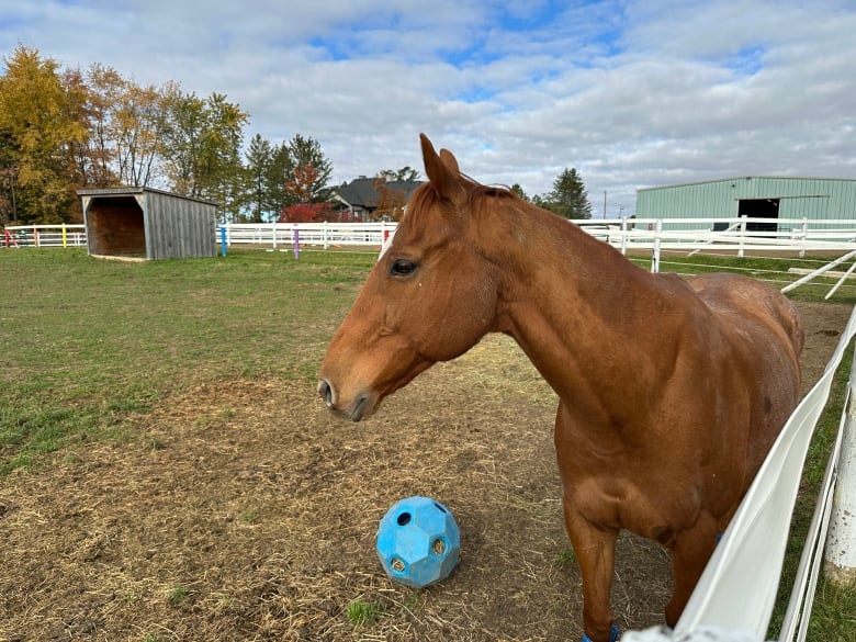 Toto is getting used to his new surroundings at SARI Therapeutic Riding.