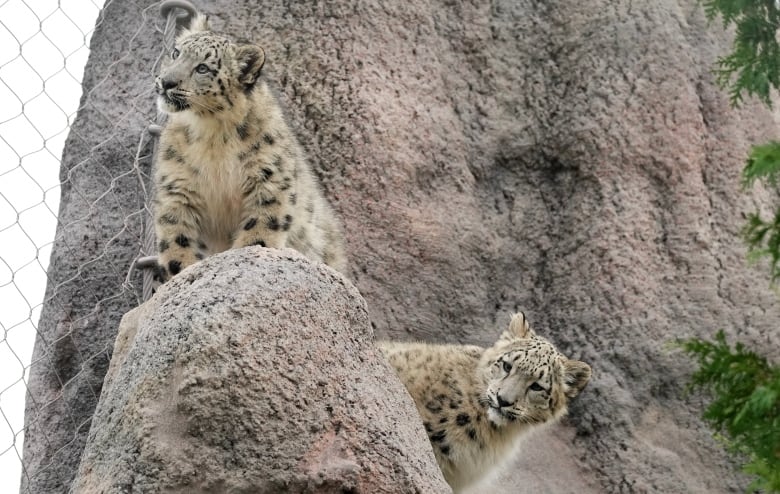 The picture shows a large rock formation next to a wire fence. Two snow leopard cubs peek out from behind a smaller portion of the rock formation, one sitting on top and the other looking out from the right side of the rock. 