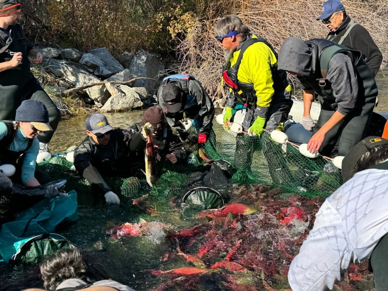 A team looks through its catch of fish in a large net.