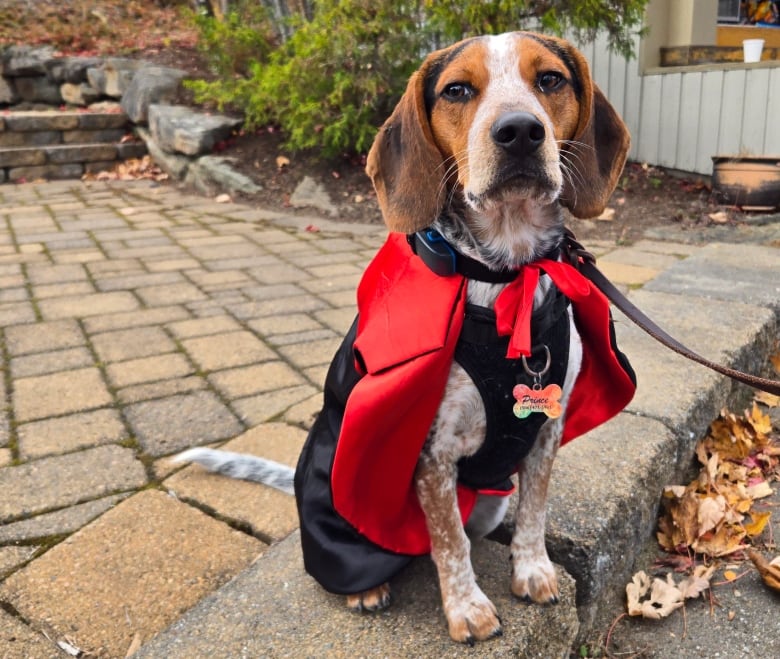 A dog wearing a vampire cape.