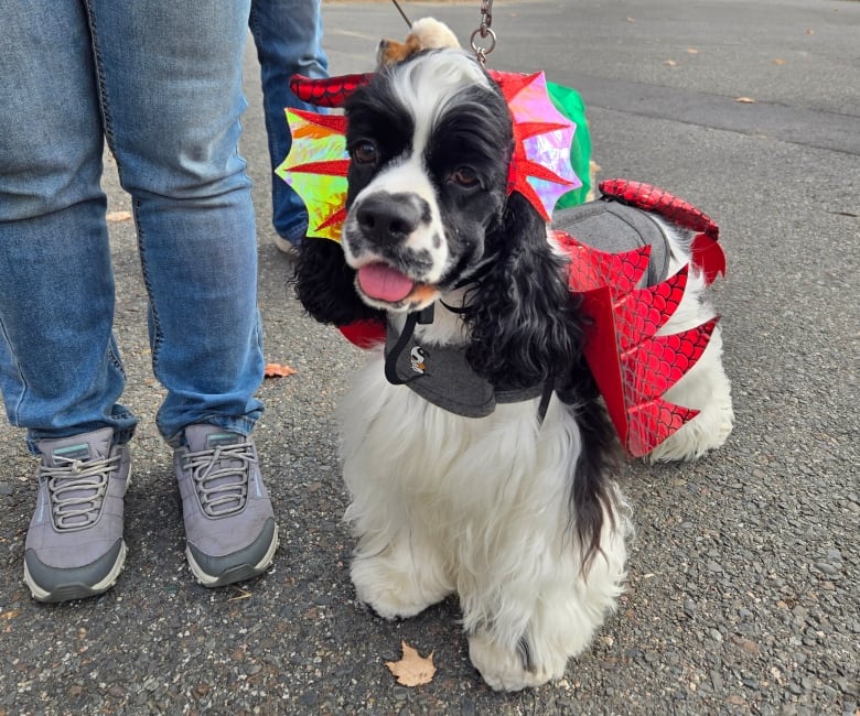 A smiling dog wearing a dragon costume.